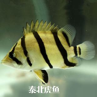 虎魚飼養|比較齊全的虎魚品種圖鑑參考和飼養攻略 